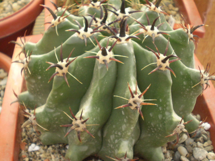 FEROCACTUS HORRIDUS F. BREVISPINUS