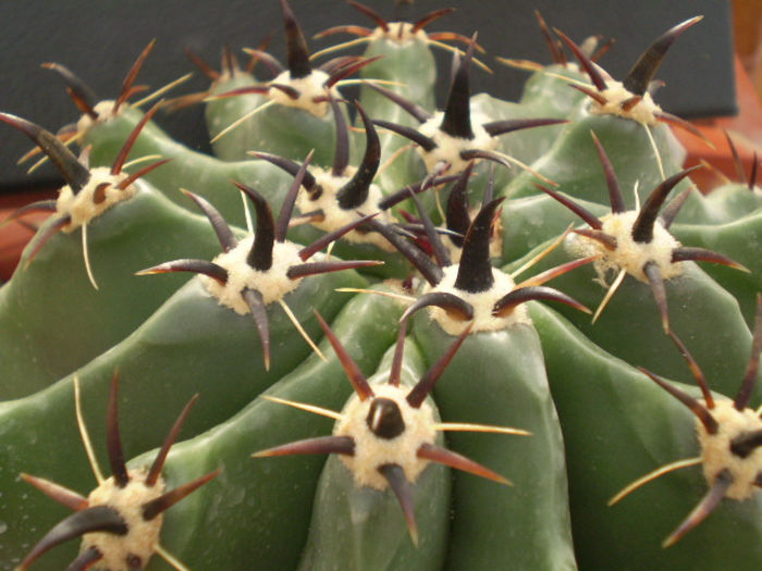 FEROCACTUS HORRIDUS F. BREVISPINUS