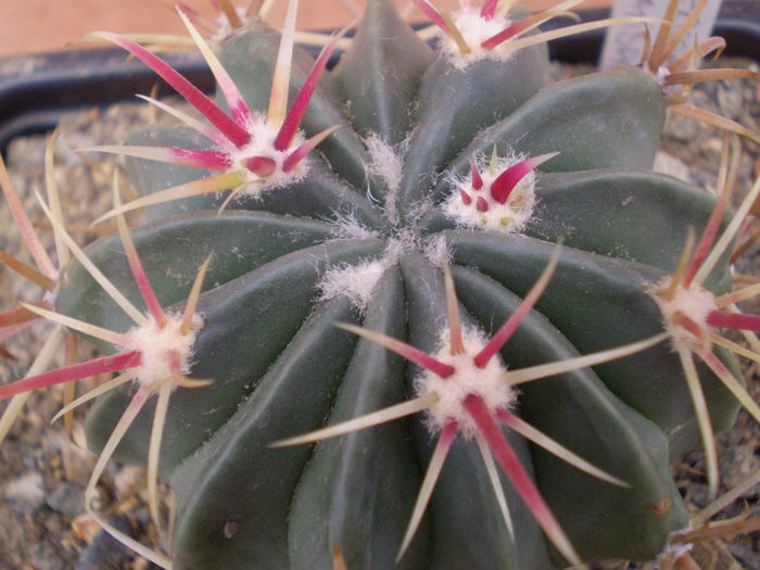 FEROCACTUS LATISPINUS - Ferocactus 2013