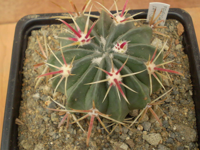 FEROCACTUS LATISPINUS - Ferocactus 2013