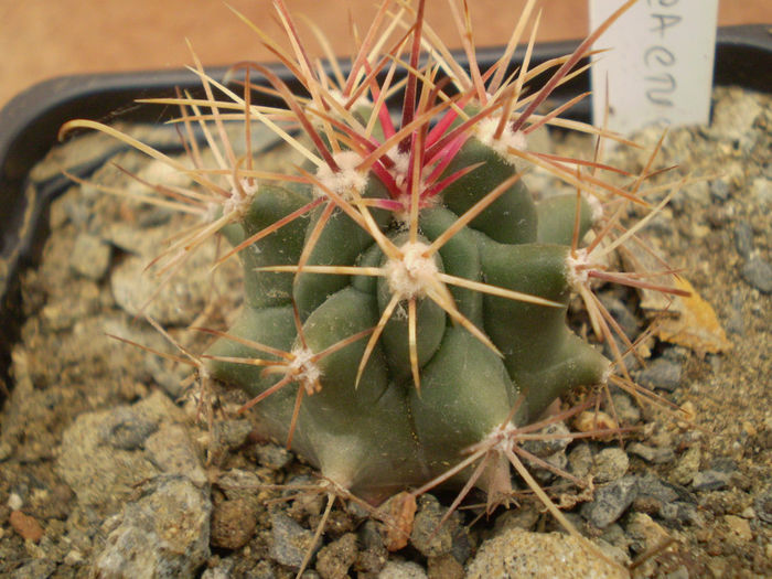 NEC - Ferocactus 2013