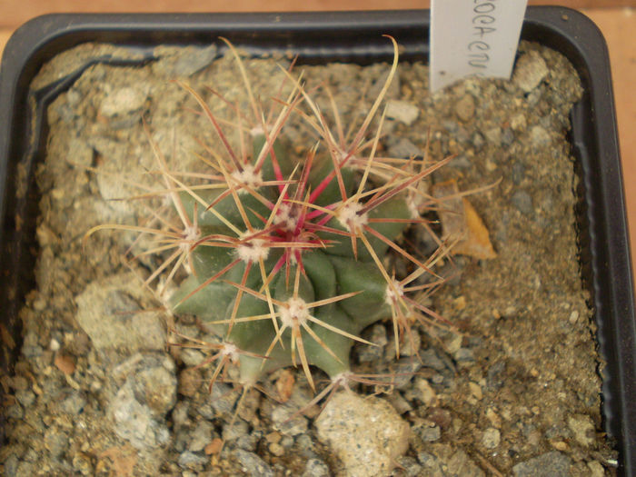 NEC - Ferocactus 2013