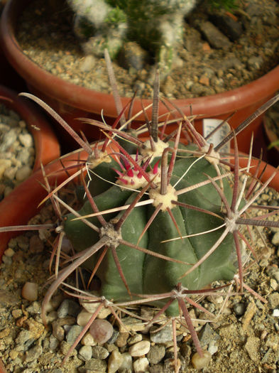 FEROCACTUS PENINSULAE - Ferocactus 2013