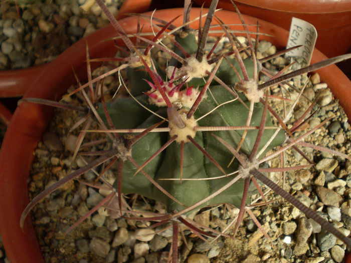 FEROCACTUS PENINSULAE