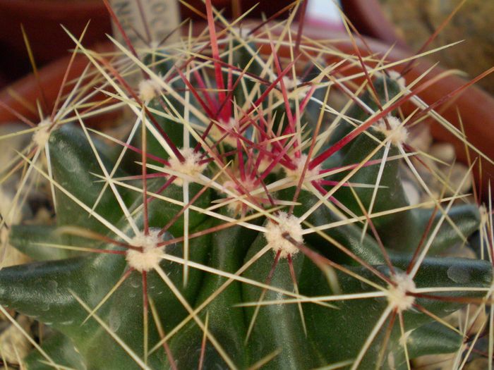 FEROCACTUS SINUATUS - Ferocactus 2013