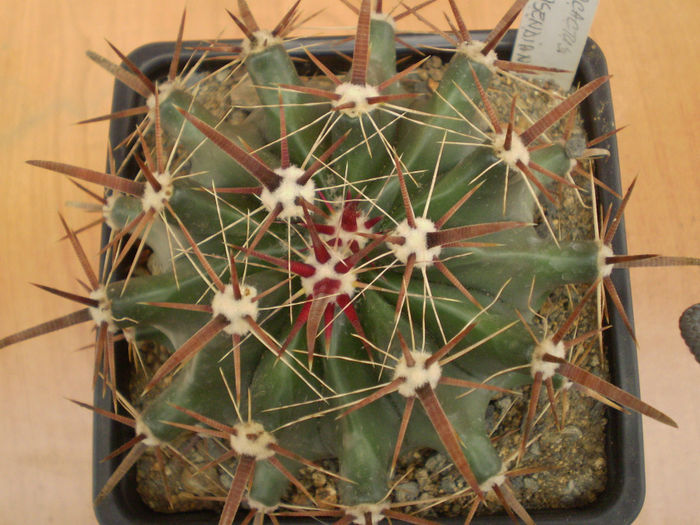 FEROCACTUS TOWNSENDIANUS