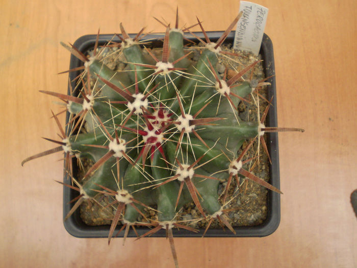 FEROCACTUS TOWNSENDIANUS - Ferocactus 2013