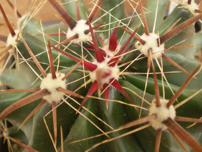 FEROCACTUS TOWNSENDIANUS - Ferocactus 2013