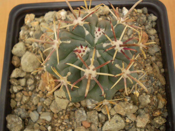 GLANDULICACTUS MATSONII - Glandulicactus 2013