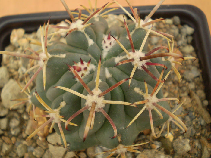 GLANDULICACTUS MATSONII - Glandulicactus 2013