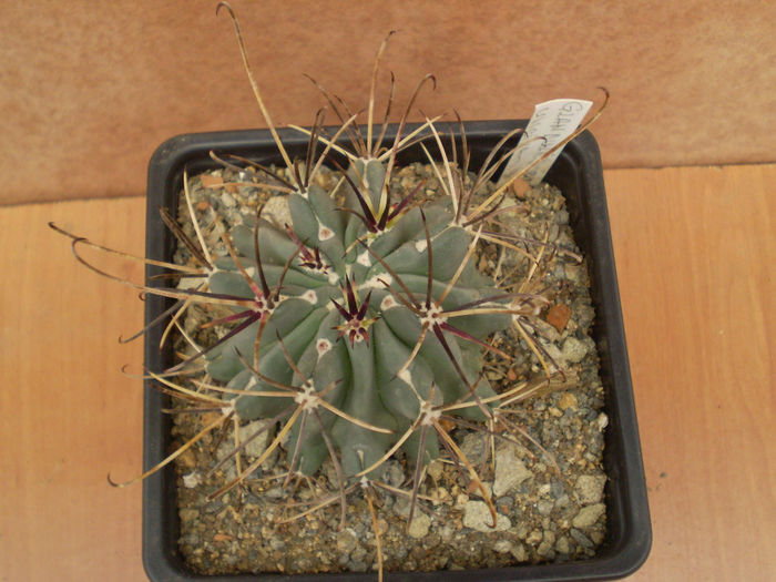 GLANDULICACTUS UNCINATUS