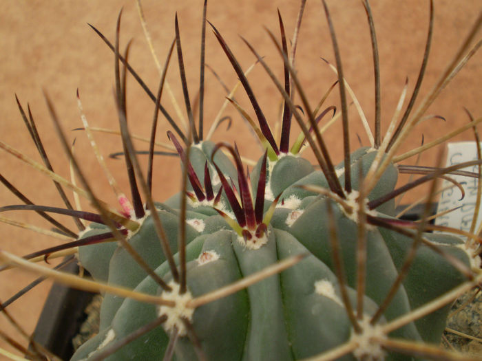 GLANDULICACTUS UNCINATUS - Glandulicactus 2013