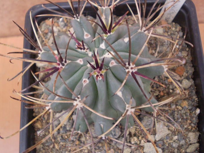 GLANDULICACTUS UNCINATUS - Glandulicactus 2013