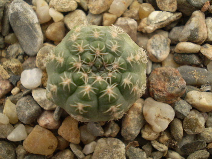GYMNOCALYCIUM BRUCHII V. BRIGILLAE