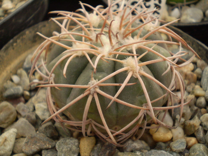 GYMNOCALYCIUM SPEGAZZINI V. PUNILLENSE - Gymno 2013