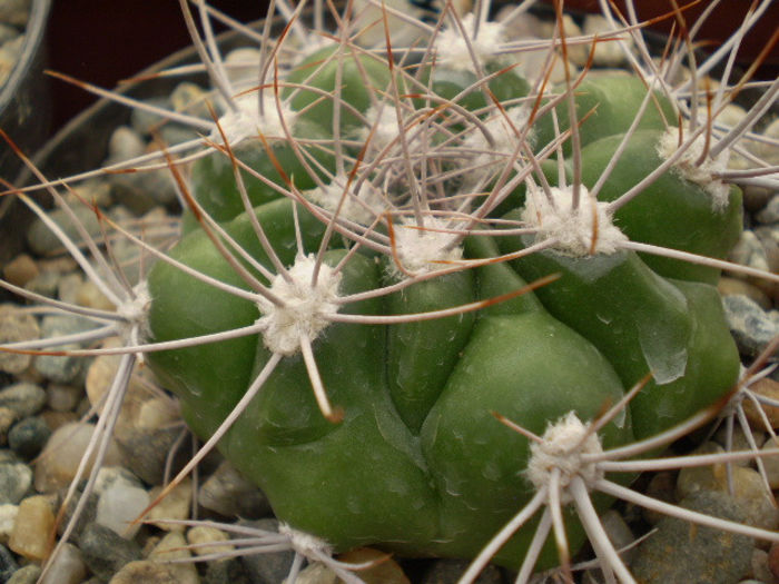 GYMNOCALYCIUM MOSTII - Gymno 2013