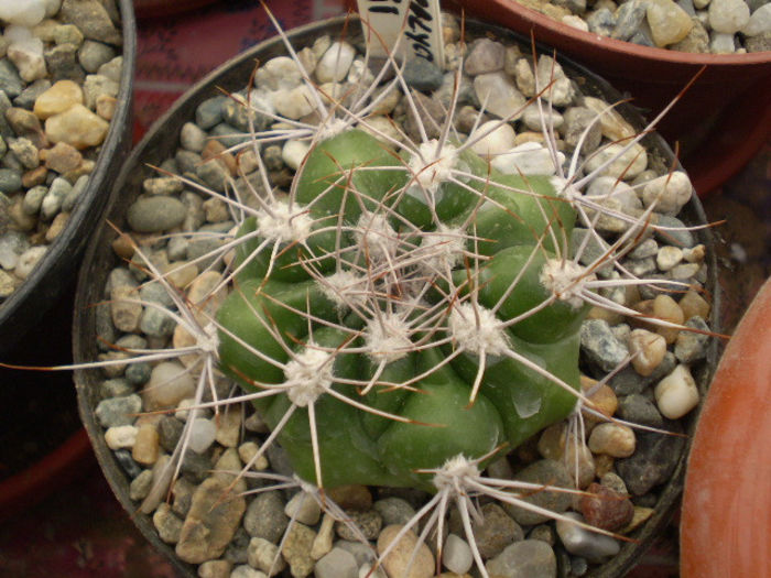 GYMNOCALYCIUM MOSTII