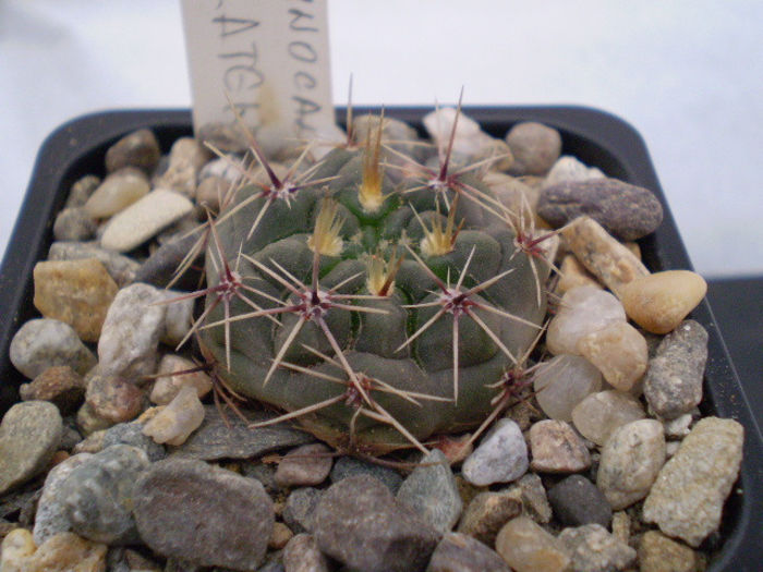 GYMNOCALYCIUM PLATENSE - Gymno 2013