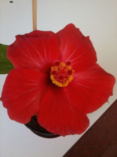 Rosu simplu - Hibiscus