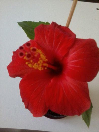 Rosu simplu - Hibiscus