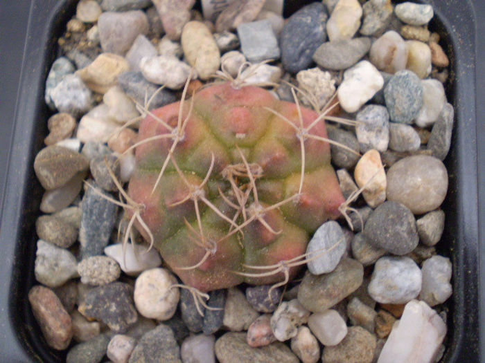 GYMNOCALYCIUM DAMSII SSP.EVAE