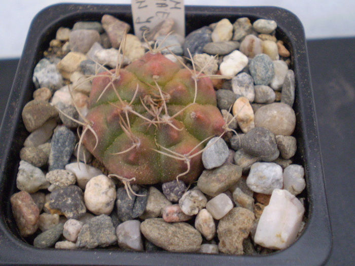 GYMNOCALYCIUM DAMSII SSP.EVAE