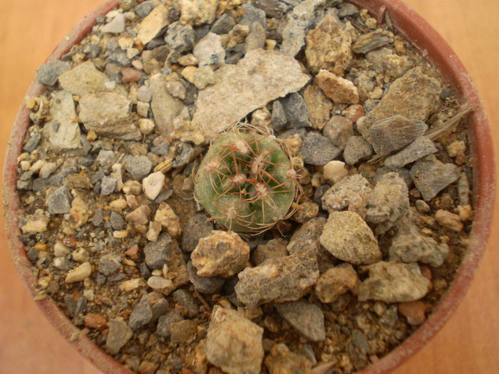 GYMNOCALYCIUM MESOPOTAMICUS