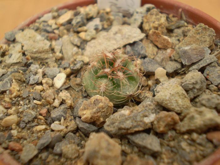 GYMNOCALYCIUM MESOPOTAMICUS