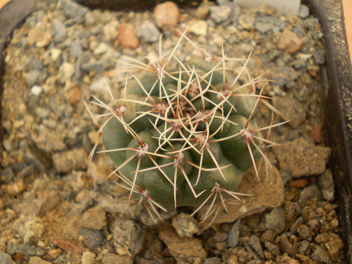 GYMNOCALYCIUM QUEHLIANUM F. RUBRIFLORUS - Gymno 2013