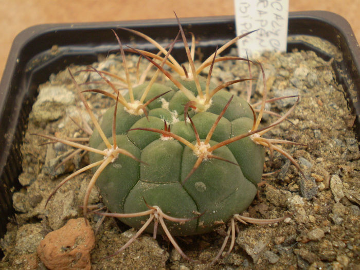 GYMNOCALYCIUM COMARAPENSE V. ALBIPULPA