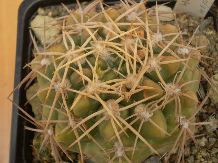 GYMNOCALYCIUM RITTERIANUM