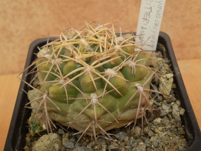 GYMNOCALYCIUM RITTERIANUM - Gymno 2013