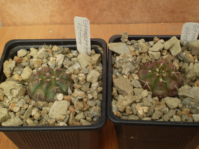 GYMNOCALYCIUM ASTERIUM