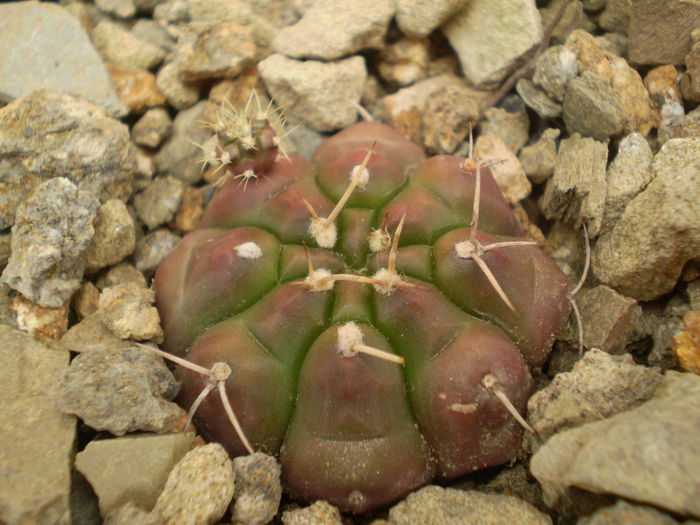 GYMNOCALYCIUM ASTERIUM - Gymno 2013