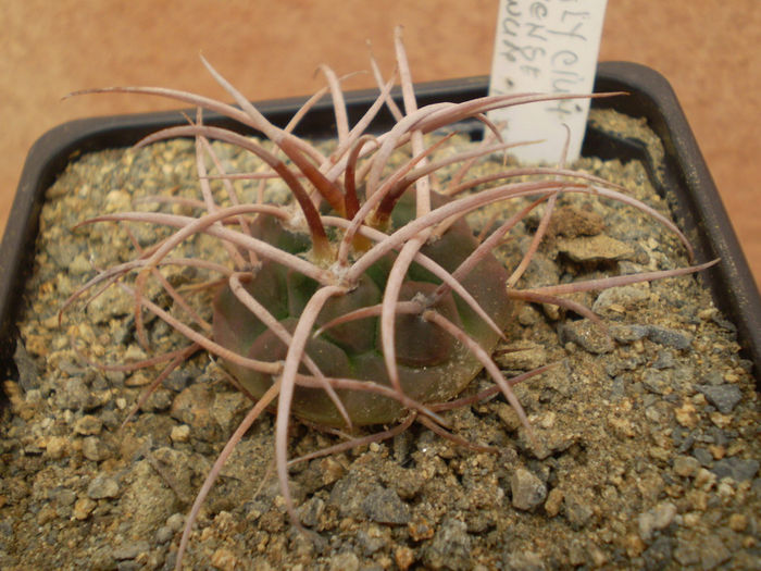 GYMNOCALYCIUM CATAMARCENSE