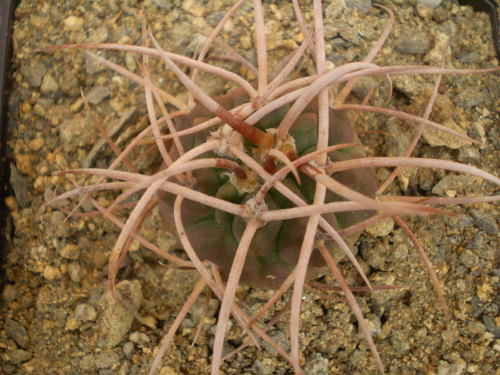 GYMNOCALYCIUM CATAMARCENSE - Gymno 2013