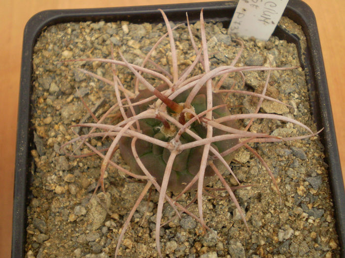 GYMNOCALYCIUM  CATAMARCENSE - Gymno 2013
