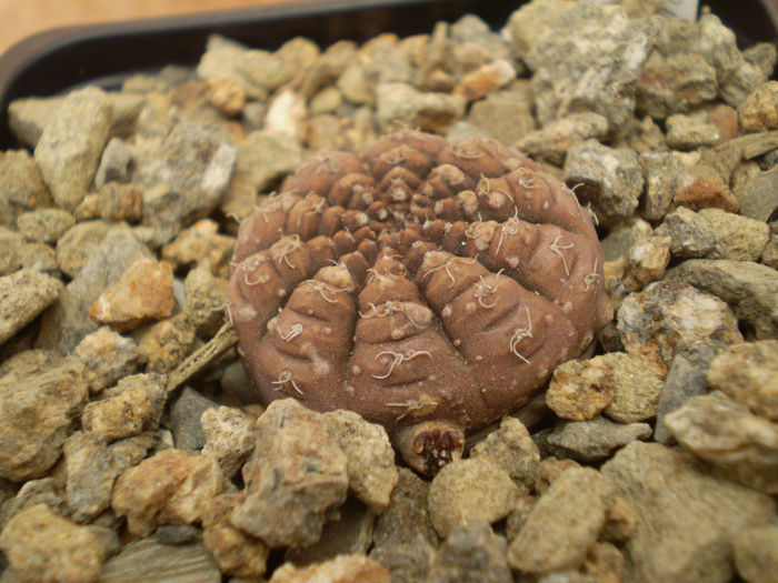 GYMNOCALYCIUM RAGONESEI - Gymno 2013