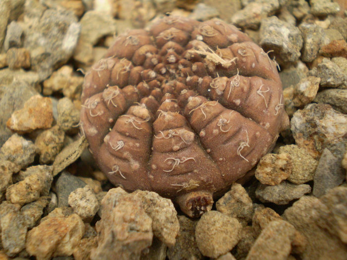 GYMNOCALYCIUM RAGONESEI