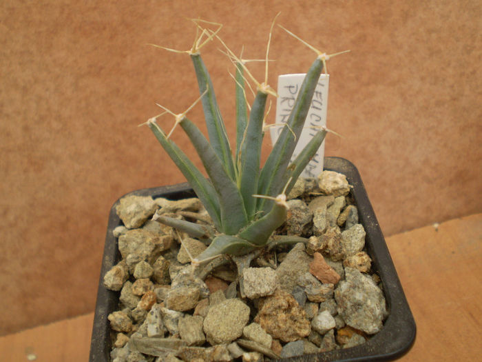 LEUCHTEMBERGIA PRINCIPIS