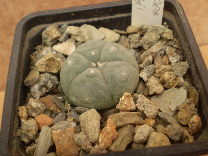 LOPHOPHORA WILLIAMSII