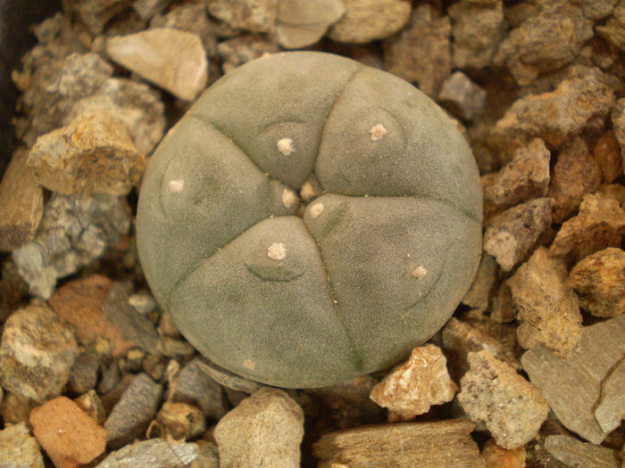 LOPHOPHORA WILLIAMSII - Alte specii 2013