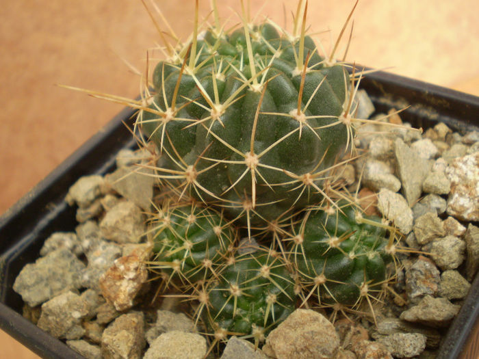 LOBIVIA FULVISETA