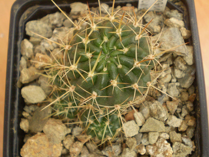 LOBIVIA FULVISETA