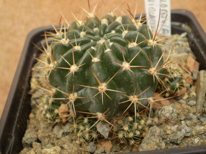LOBIVIA VIOLACIFLORA