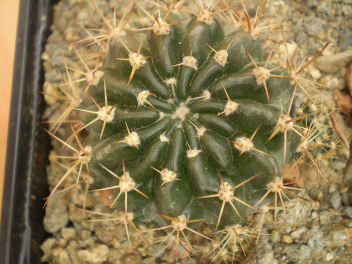 LOBIVIA VIOLACIFLORA - Lobivia 2013