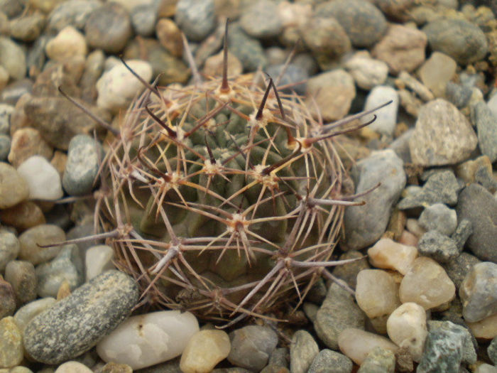 LOBIVIA RUBESCENS