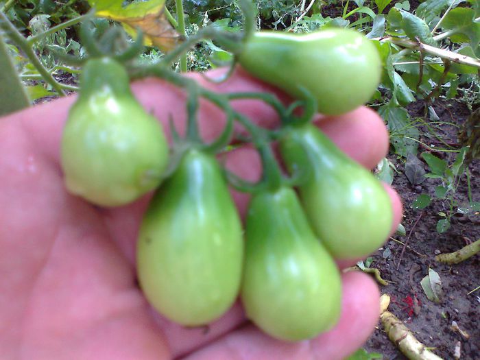 YELLOW PEAR SHAPED; YELLOW PEAR SHAPED
