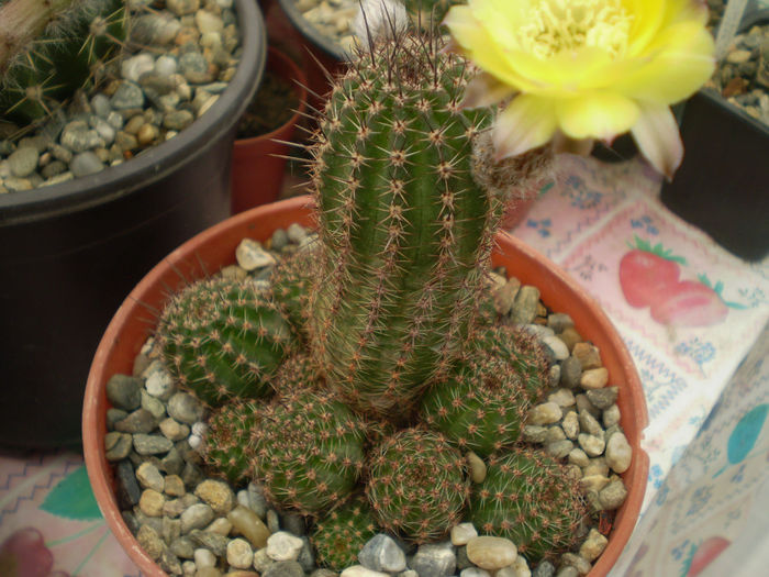 LOBIVIA AUREA SP.