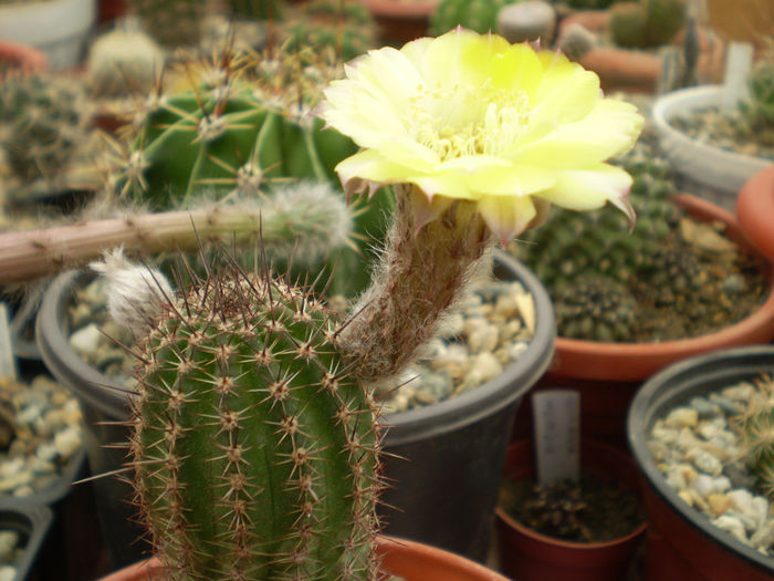 LOBIVIA AUREA SP. - Lobivia 2013